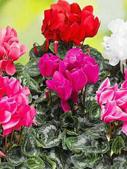 ไซคลาเมน (Cyclamen / Cyclamen persicum) ดอกใหญ่ คละ / 5 เม็ด (UK)
