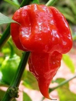 พริก Trinidad Scorpion Butch T แดง / 15 เม็ด (USA)