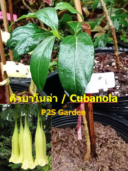 ต้นคิวบาโนล่า Cubanola สูง 20-30 ซ.ม. ไม้ดอกหายาก