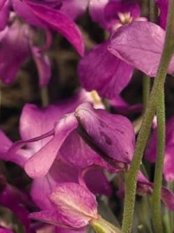 ไนท์ เซนท์ สต็อค (Night Scented Stock) / 1,500 เม็ด (UK)