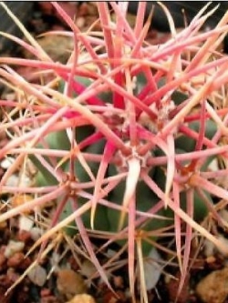 เฟอโรแคคตัส อะแคนโถดส์ (Ferocactus Acanthodes) / 10 เม็ด (UK)