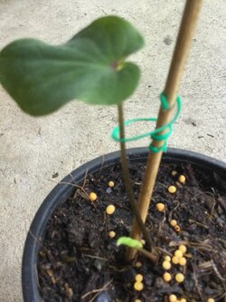 ต้นบอนสี ฮกหลง กระถาง 4 นิ้ว