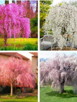 ซากูระ (Cherry Blossom) คละ / 10 เม็ด