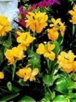 พุทธรักษา ดอกสีเหลือง (Tropical Yellow) / 5 เม็ด (UK)