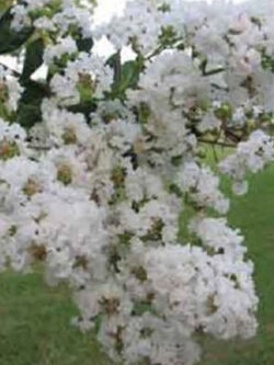 ยี่เข่ง (Crepe Myrtle) ขาว / 25 เม็ด (Australia)
