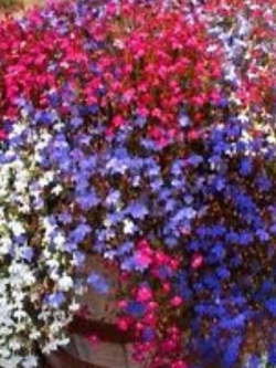 โลบีเลีย (Lobelia - Cascade Series) คละ / 7,000 เม็ด (UK)