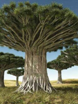 เลือดมังกร (Dragon Blood) / 5 เม็ด (Portugal)*