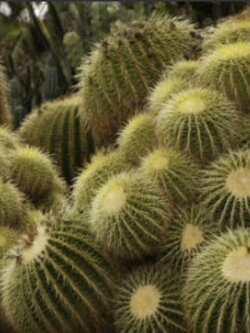 ถังทอง (Barrel cactus / Echinocactus Grusonii) / 20 เม็ด (Malta)*