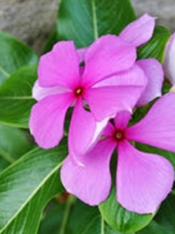 แพงพวย (Madagascar periwinkle) / 100 เม็ด (P2S)
