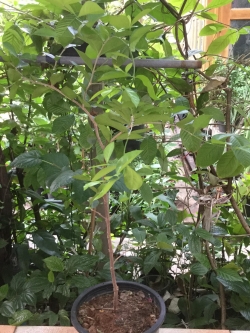 ต้นเชอรี่สเปน หรือมะยมแดง (Surinam cherry) ขนาดกลาง