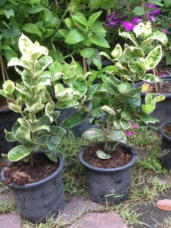 ต้นเข็มด่าง สูง 30-50 ซ.ม. / ต้น