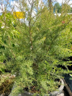 ต้นมานูก้า นิวซีแลนด์ ดอกสีขาว กระถาง 10 นิ้ว ต้นใหญ่ พร้อมติดดอก ทรงพุ่ม