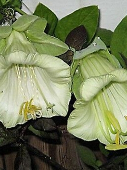 แคทเธอดรัล เบลล์ (Cathedral Bells) สีขาว / 8 เม็ด (Ukraine)