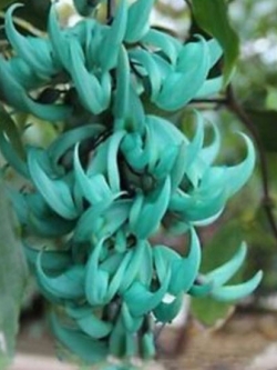 พวงหยก (Jade vine) / 5 เม็ด (Malaysia)