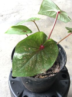 ต้นบอนสี เงินแสน กระถาง 6 นิ้ว (หายาก)