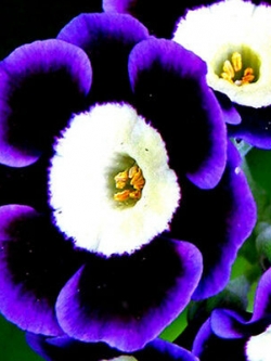 คาลิบราโคว์ สามสี (Tricolor Calibrachoa) / 100 เม็ด