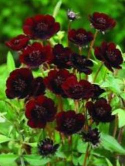 ดาวกระจายช็อคโกแลต (Chocolate Cosmos) / 200 เม็ด (นอก)