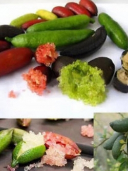 มะนาวนิ้ว (Finger Lime) คละ / 10 เม็ด