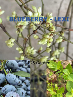 ต้นบลูเบอรี่-เล็กซี ต้นอายุ 3 ปี+ (Blueberry - LEXI) สูง 30-60 ซ.ม.