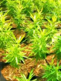 หญ้าไล่ยุง (Mosquito Repelling Grass) / 100 เม็ด