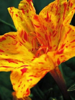 บานเย็น (Mirabilis Jalapa) สีด่าง คละ / ซอง 20 เม็ด (A251)