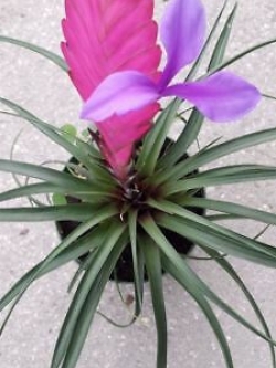 ทิลแลนด์เซีย (Tillandsia Cyanea) สีชมพู / 10 เม็ด