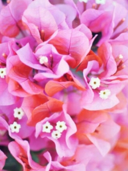 เฟื่องฟ้า สีชมพู / 50 เม็ด (นอก)