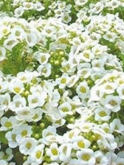 อลิสซั่ม (Alyssum / Carpet of Snow) สีขาว / 2,000 เม็ด (Australia)*