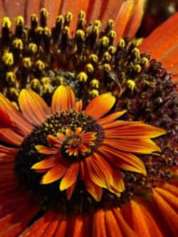 มิราเคิล เดซี่ (Miracle Daisy) สีส้ม / 100 เม็ด