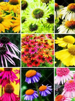 เอ็กไคนาเซีย (Echinacea purpurea) คละ / 50 เม็ด