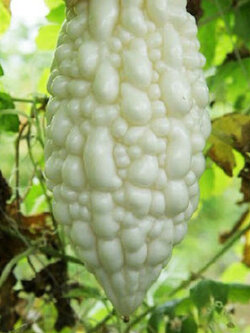 มะระขาวจีน (White Balsam pear) / ซอง 10 เม็ด (C105)