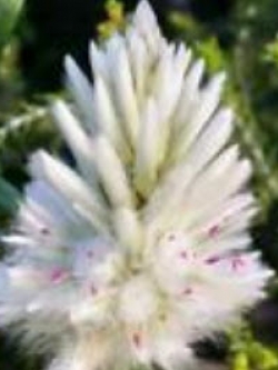 หญ้าหางหมาจิ้งจอก สีขาว / 100 เม็ด