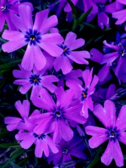 มอสฟล็อกซ์ หรือชิบะซากุระ (Moss Phlox / Shibazakura) / 10 เม็ด (USA)