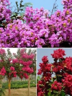 เมล็ดยี่เข่ง คละสี / 100 เม็ด (นอก)