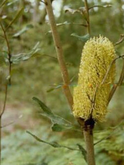 แบงเซียใบเฟิร์น (Fern Leaf Banksia) / 5 เม็ด (Australia)