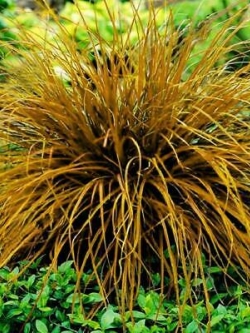 หญ้าสับปะรด (Pineapple grass) สีเหลือง / 100 เม็ด