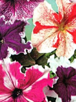 พิทูเนีย ซูเปอร์บิสซิมา (Petunia Superbissima) / 1,000 เม็ด (UK)