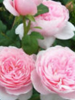 กุหลาบเลื้อย สีชมพู กลีบนอกขาว / 100 เม็ด