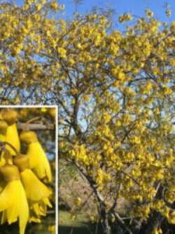 ลิลลี่ภูเขา (Kowhai Flower) / 5 เม็ด (NZ)