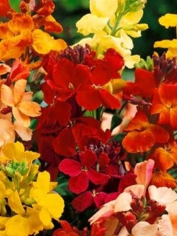 วอลฟลาวเวอร์ - มายแฟร์เลดี้ (Wallflower - My Fair Lady) / 300 เม็ด (UK)*