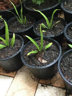 ต้นจันผา กระถาง 6 นิ้ว / ต้น