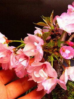 โยชิโนะ เชอรี่ (Yoshino Cherry) / 5 เม็ด