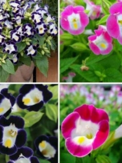 แววมยุรา (Torenia) คละ / 100 เม็ด