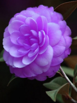 คามิเลีย (Camellia) สีม่วง / 5 เม็ด (นอก)