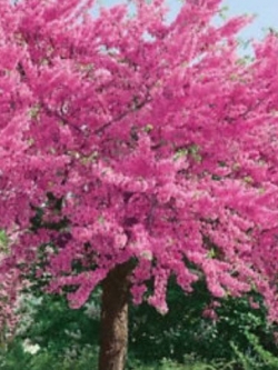 เรดบัด หรือหงษ์ฟู่ (Redbud / Cercis Chinensis) / 25 เม็ด (นอก)