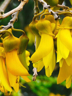 ลิลลี่ภูเขา (Kowhai / Sophora microphylla) / 10 เม็ด (NZ)*