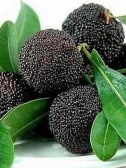 หยางเหมย / ยัมเบอร์รี่ (Yangmei/Yumberry) หวานสีดำ / 5 เม็ด (china)