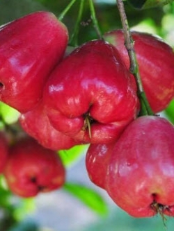 ต้นชมพู่สตรอเบอรี่ กิ่งตอน สูง 15-30 ซ.ม.