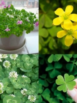 โคลเวอร์ (Clover) คละ / 200 เม็ด