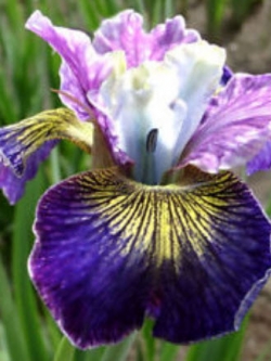 ไอริส (Iris) สีม่วง / 20 เม็ด